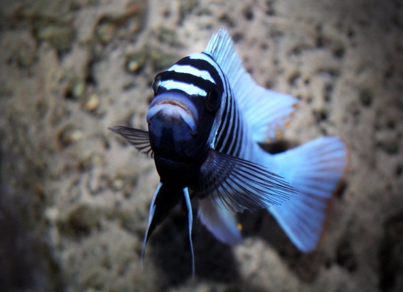 Maylandia zebra 'Thumbi West Island'